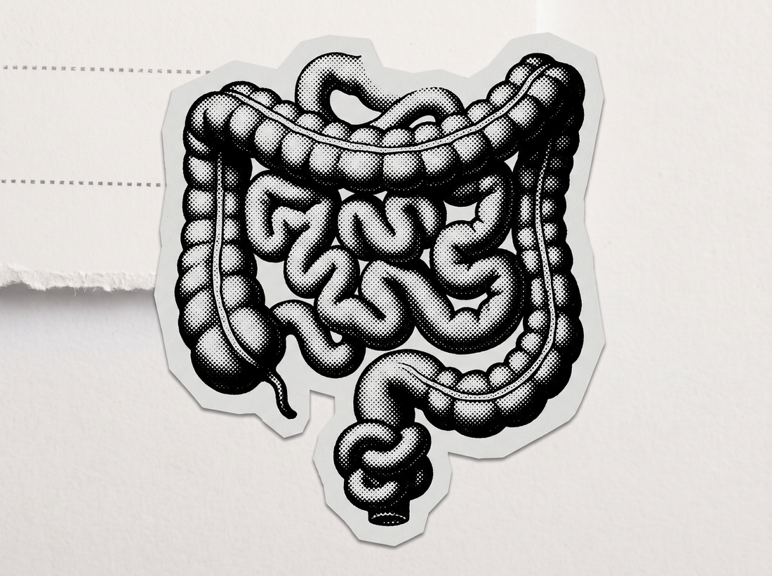 Tu intestino tiene una muralla. Y hay que alimentarla